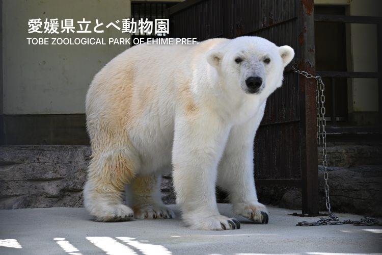 愛媛県立とべ動物園